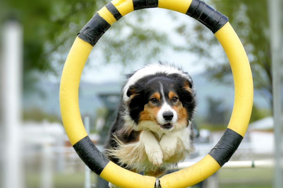 Un border collie salta attraverso un pneumatico su un percorso di agility