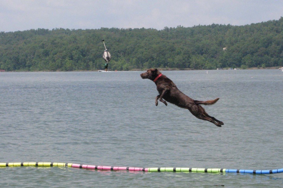 Labrador in volo sull'acqua a una gara di dock diving