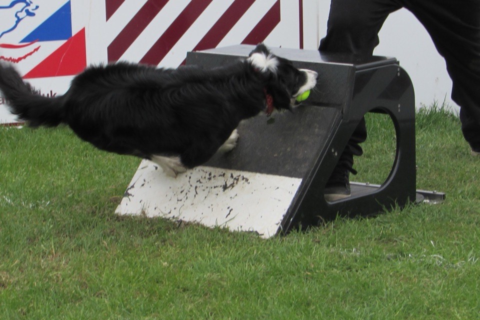 Border collie che afferra la pallina dalla flyball box in piena virata